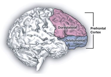 brain